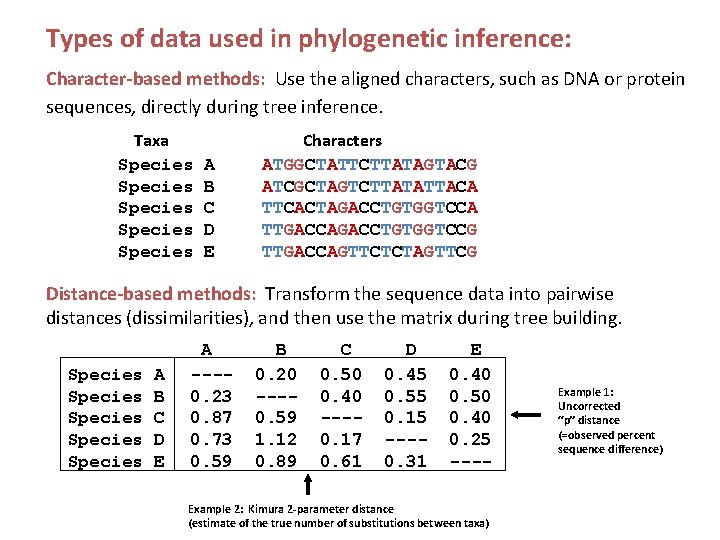 Types of data used in phylogenetic inference: Character-based methods: Use the aligned characters, such