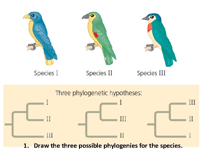 1. Draw the three possible phylogenies for the species. 