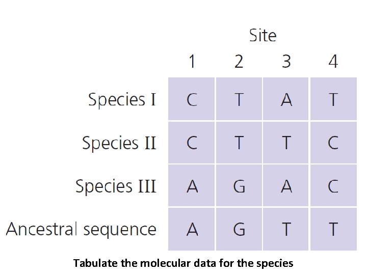 Tabulate the molecular data for the species 