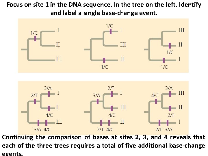 Focus on site 1 in the DNA sequence. In the tree on the left.