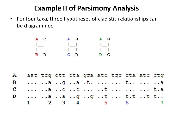 Example II of Parsimony Analysis • For four taxa, three hypotheses of cladistic relationships