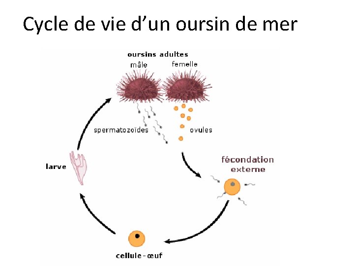 Cycle de vie d’un oursin de mer 