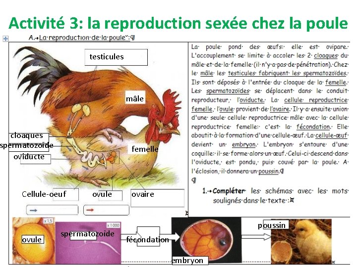 Activité 3: la reproduction sexée chez la poule testicules mâle cloaques spermatozoïde oviducte femelle