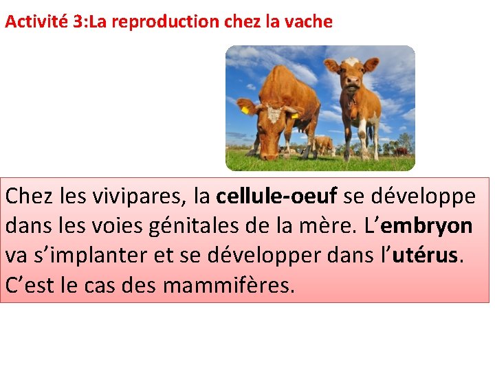 Activité 3: La reproduction chez la vache Chez les vivipares, la cellule-oeuf se développe