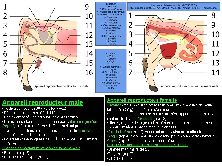 Appareil reproducteur mâle • Testicules pesant 800 g (à elles deux) • Pénis mesurant