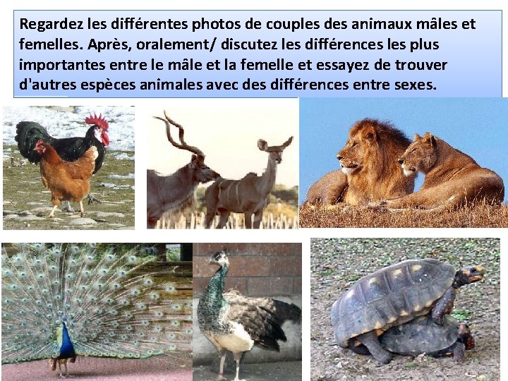 Regardez les différentes photos de couples des animaux mâles et femelles. Après, oralement/ discutez