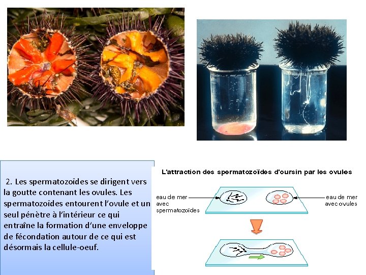 2. Les spermatozoïdes se dirigent vers la goutte contenant les ovules. Les spermatozoïdes entourent