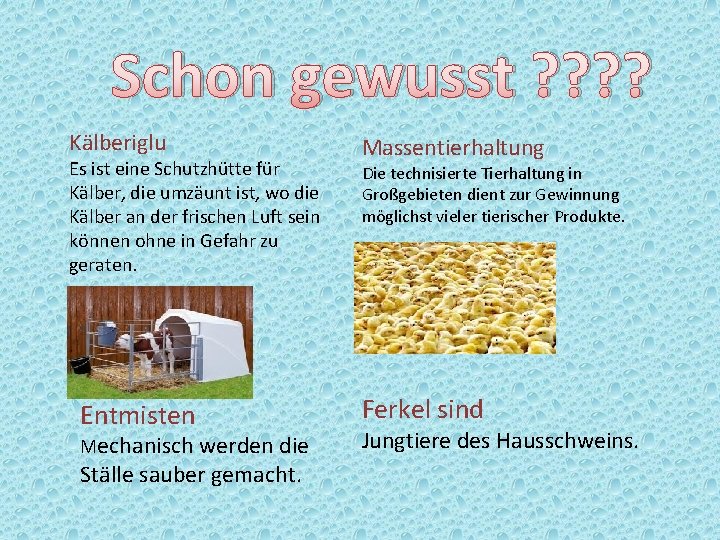 Schon gewusst ? ? Kälberiglu Es ist eine Schutzhütte für Kälber, die umzäunt ist,