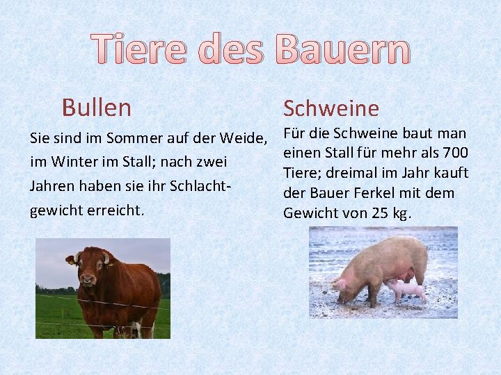 Tiere des Bauern Bullen Sie sind im Sommer auf der Weide, im Winter im