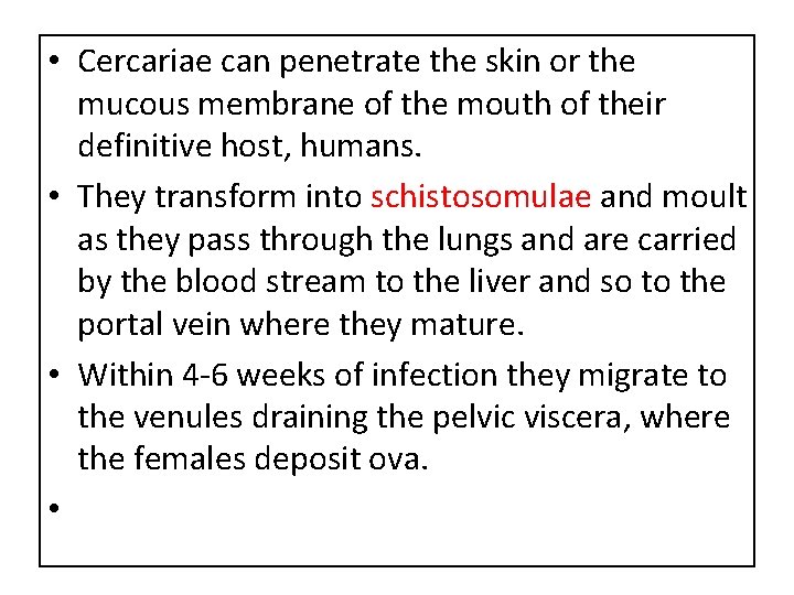  • Cercariae can penetrate the skin or the mucous membrane of the mouth