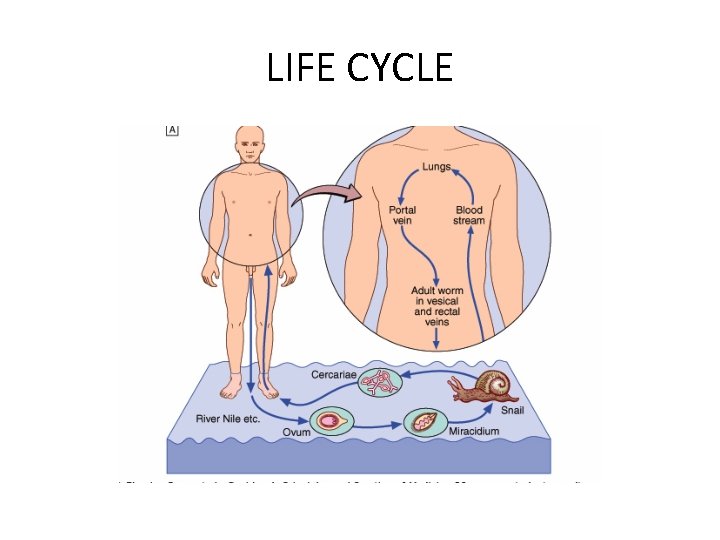 LIFE CYCLE 