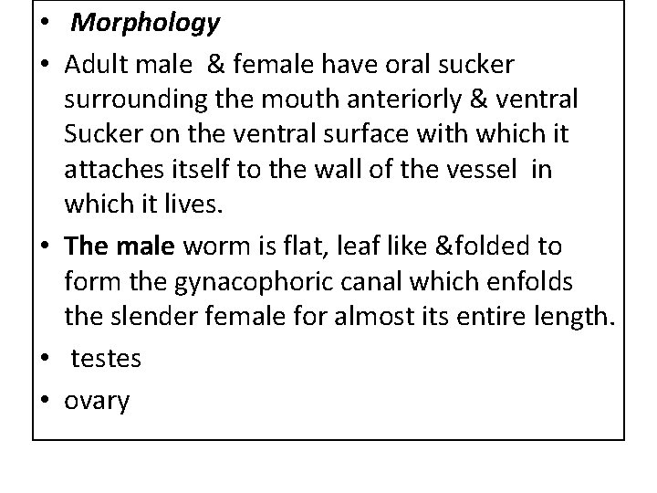  • Morphology • Adult male & female have oral sucker surrounding the mouth