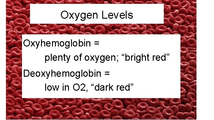 Oxygen Levels Oxyhemoglobin = plenty of oxygen; “bright red” Deoxyhemoglobin = low in O