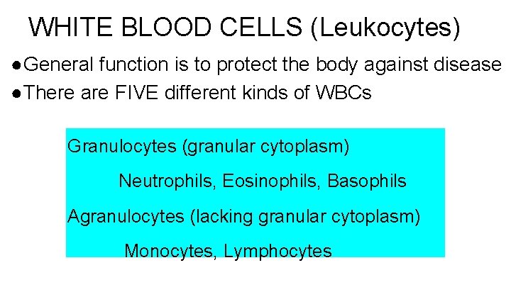 WHITE BLOOD CELLS (Leukocytes) ●General function is to protect the body against disease ●There