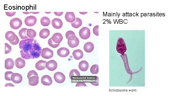 Eosinophil Mainly attack parasites 2% WBC Schistosome worm 