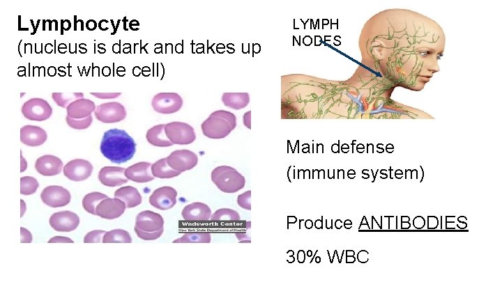 Lymphocyte (nucleus is dark and takes up almost whole cell) LYMPH NODES Main defense