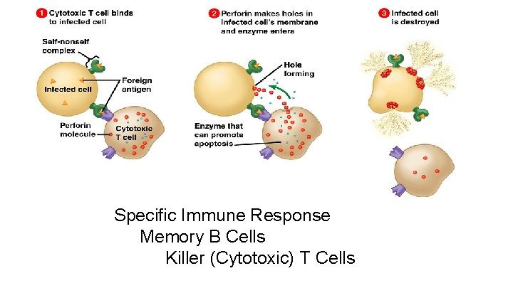 Specific Immune Response Memory B Cells Killer (Cytotoxic) T Cells 