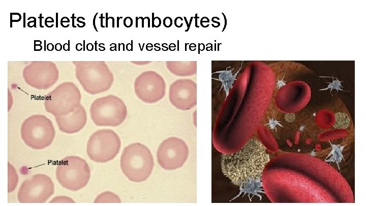 Platelets (thrombocytes) Blood clots and vessel repair 