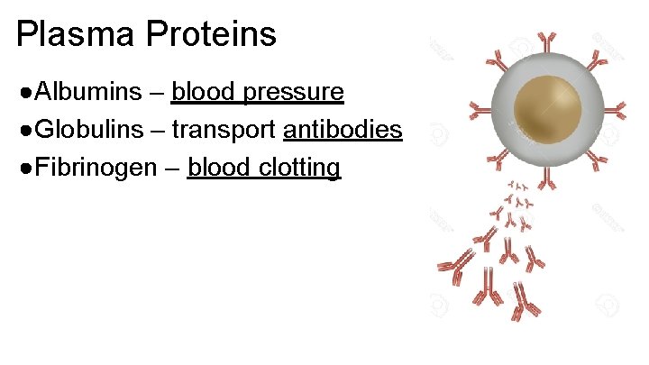 Plasma Proteins ●Albumins – blood pressure ●Globulins – transport antibodies ●Fibrinogen – blood clotting