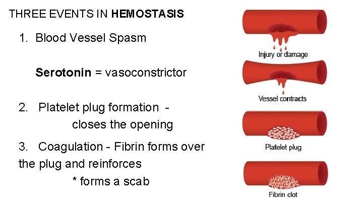 THREE EVENTS IN HEMOSTASIS 1. Blood Vessel Spasm Serotonin = vasoconstrictor 2. Platelet plug
