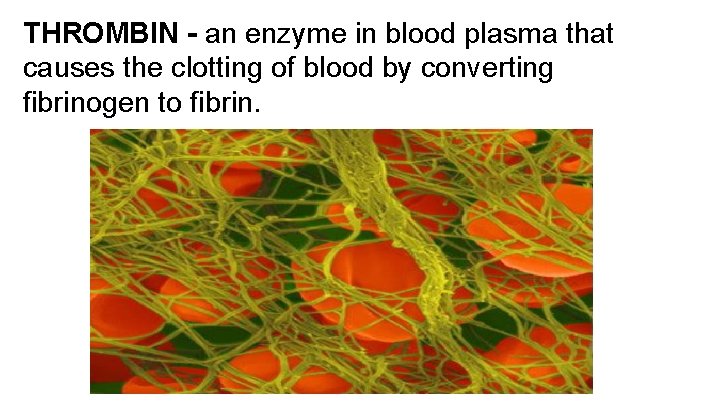 THROMBIN - an enzyme in blood plasma that causes the clotting of blood by