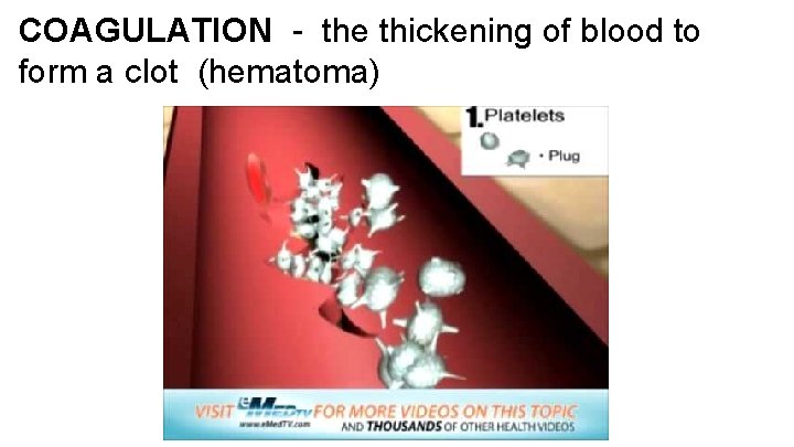 COAGULATION - the thickening of blood to form a clot (hematoma) 