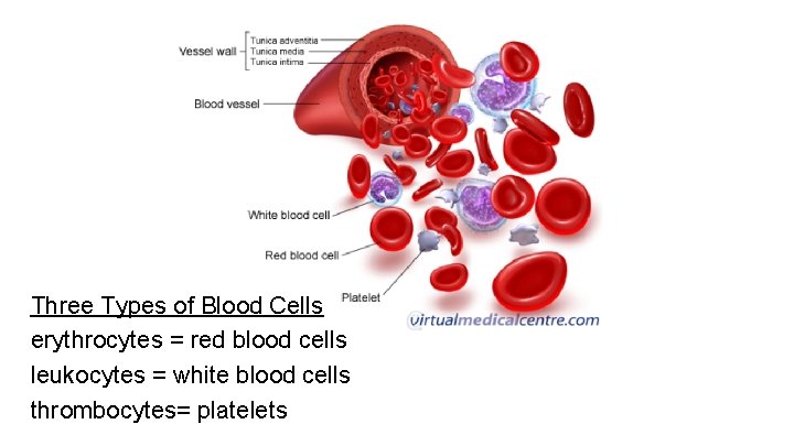 Three Types of Blood Cells erythrocytes = red blood cells leukocytes = white blood
