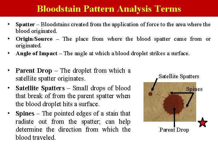 Bloodstain Pattern Analysis Terms • Spatter – Bloodstains created from the application of force