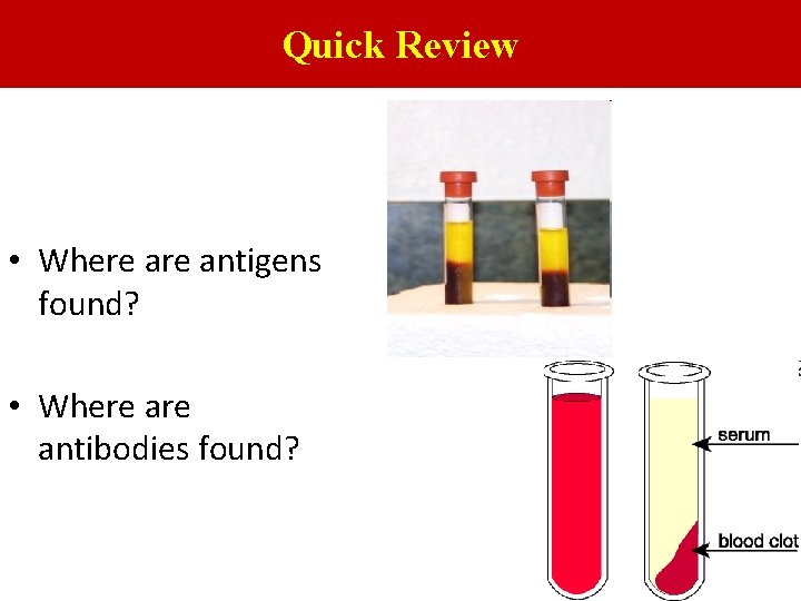 Quick Review • Where antigens found? • Where antibodies found? 