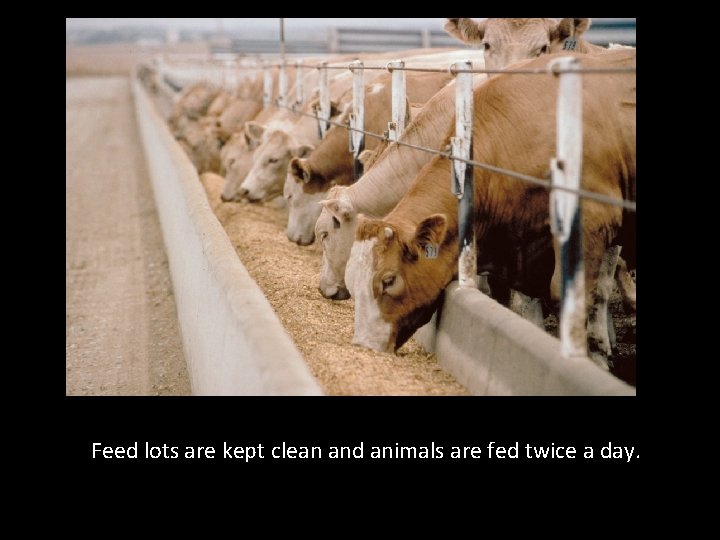 Feed lots are kept clean and animals are fed twice a day. 