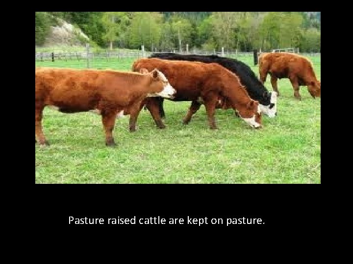 Pasture raised cattle are kept on pasture. 