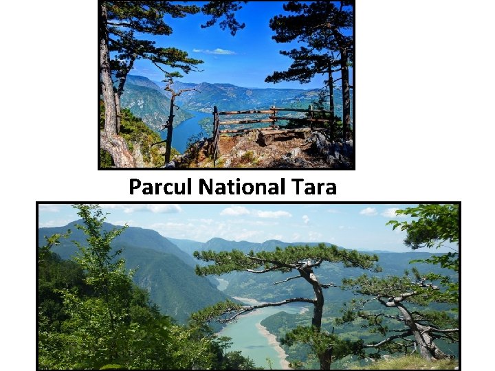Parcul National Tara 