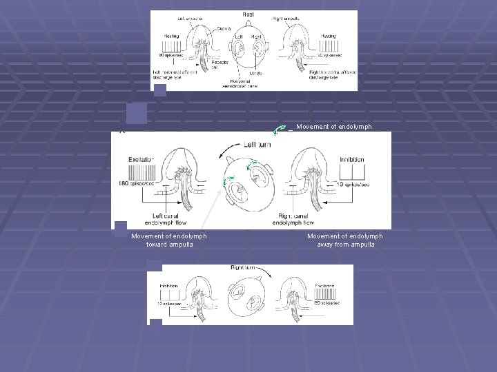 = Movement of endolymph toward ampulla Movement of endolymph away from ampulla 