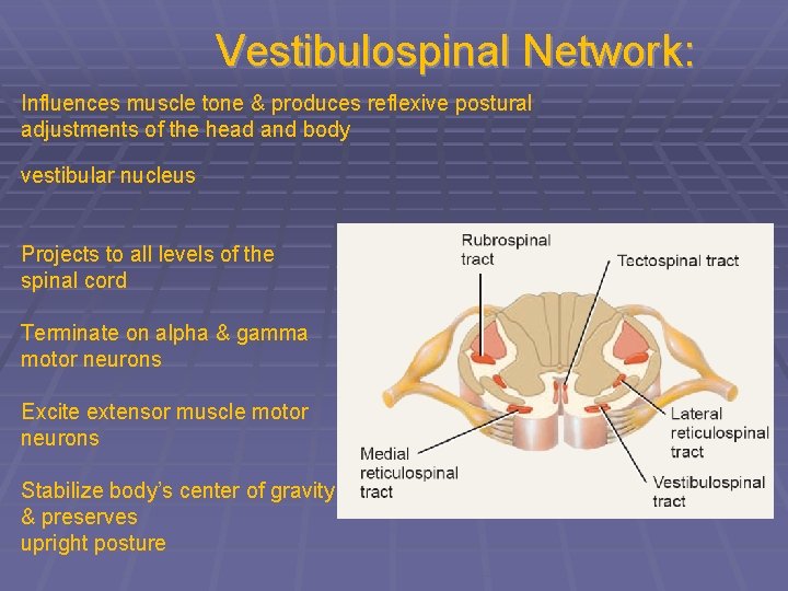 Vestibulospinal Network: Influences muscle tone & produces reflexive postural adjustments of the head and