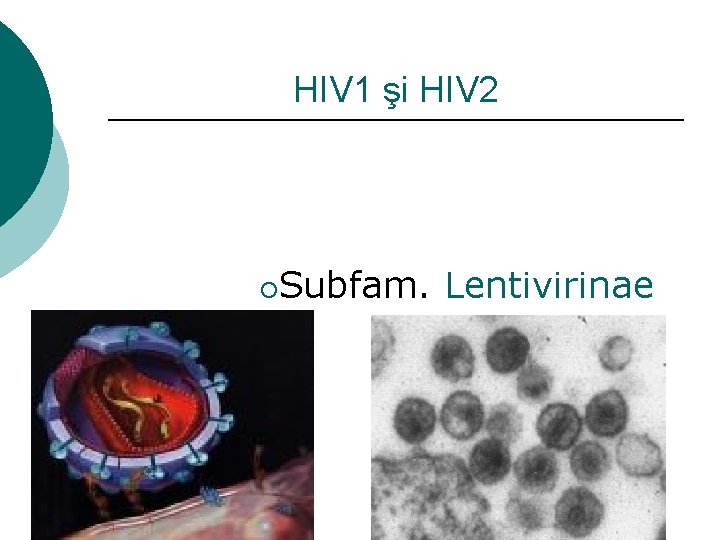 HIV 1 şi HIV 2 ¡ Subfam. Lentivirinae 