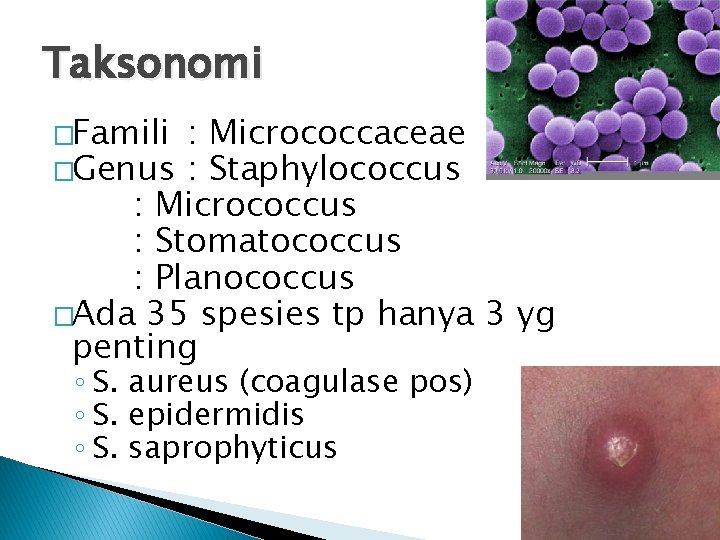 Taksonomi �Famili : Micrococcaceae �Genus : Staphylococcus : Micrococcus : Stomatococcus : Planococcus �Ada