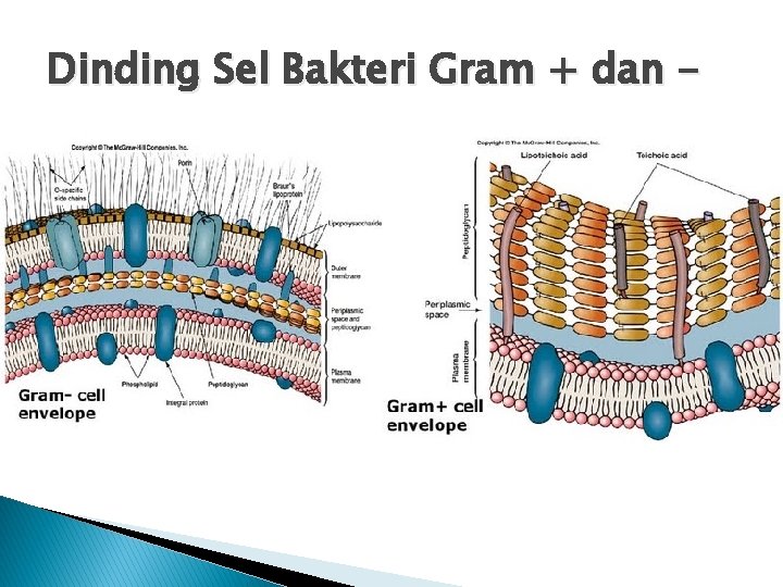 Dinding Sel Bakteri Gram + dan - 