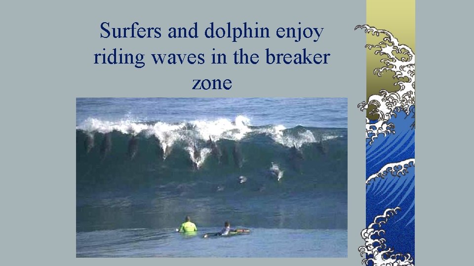Surfers and dolphin enjoy riding waves in the breaker zone 