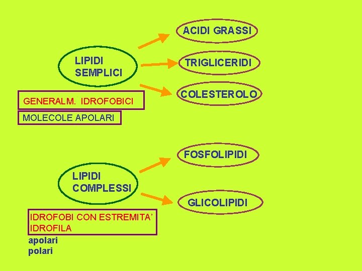 ACIDI GRASSI LIPIDI SEMPLICI GENERALM. IDROFOBICI TRIGLICERIDI COLESTEROLO MOLECOLE APOLARI FOSFOLIPIDI COMPLESSI GLICOLIPIDI IDROFOBI