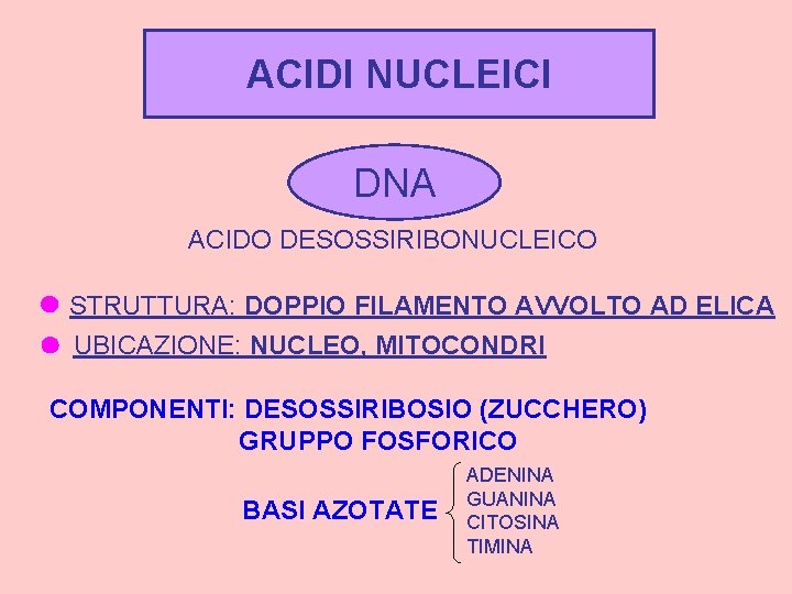 ACIDI NUCLEICI DNA ACIDO DESOSSIRIBONUCLEICO STRUTTURA: DOPPIO FILAMENTO AVVOLTO AD ELICA UBICAZIONE: NUCLEO, MITOCONDRI
