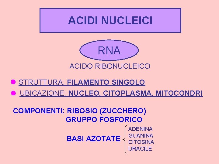 ACIDI NUCLEICI RNA ACIDO RIBONUCLEICO STRUTTURA: FILAMENTO SINGOLO UBICAZIONE: NUCLEO, CITOPLASMA, MITOCONDRI COMPONENTI: RIBOSIO