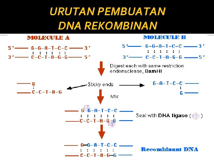 URUTAN PEMBUATAN DNA REKOMBINAN 