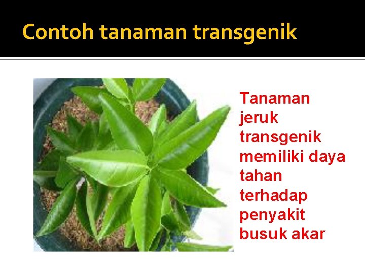 Contoh tanaman transgenik Tanaman jeruk transgenik memiliki daya tahan terhadap penyakit busuk akar 