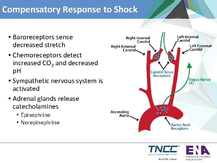 Compensatory Response to Shock • Baroreceptors sense decreased stretch • Chemoreceptors detect increased CO