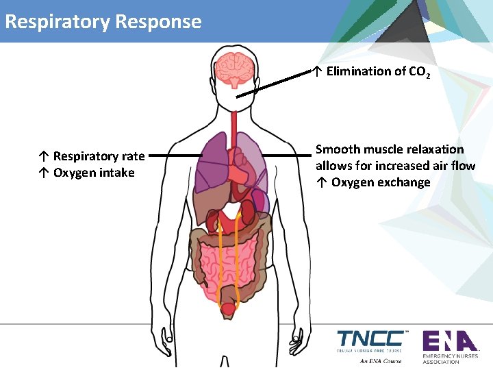 Respiratory Response ↑ Elimination of CO 2 ↑ Respiratory rate ↑ Oxygen intake Smooth