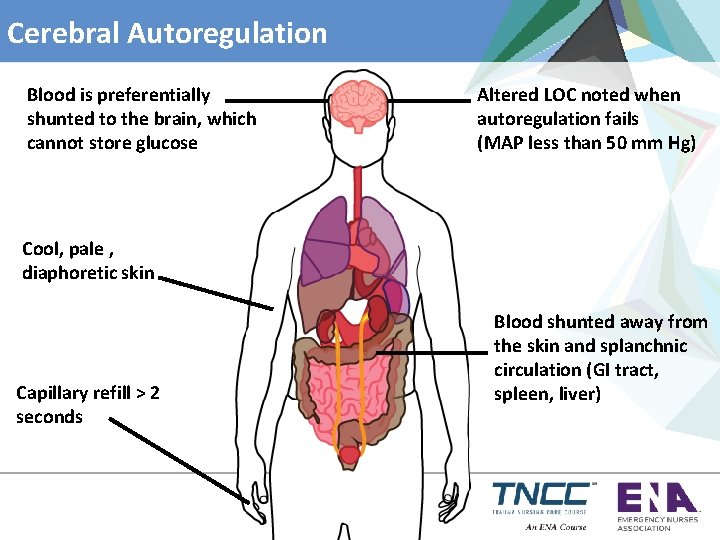 Cerebral Autoregulation Blood is preferentially shunted to the brain, which cannot store glucose Altered