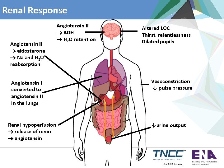 Renal Response Angiotensin II aldosterone Na and H 2 O reabsorption Angiotensin I converted
