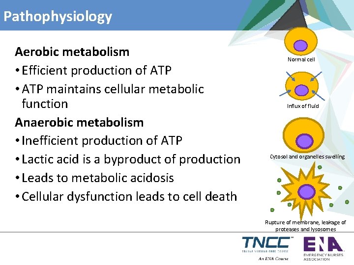Pathophysiology Aerobic metabolism • Efficient production of ATP • ATP maintains cellular metabolic function