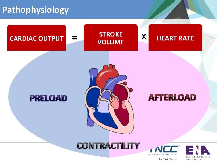 Pathophysiology CARDIAC OUTPUT = STROKE VOLUME x HEART RATE AFTERLOAD PRELOAD CONTRACTILITY 