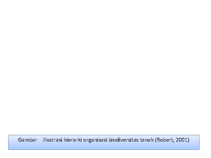 Gambar Illustrasi hierarki organisasi biodiversitas tanah (Robert, 2001) 